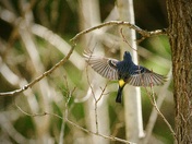 Yellow-rumped warbler