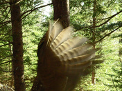 Feathers Afire