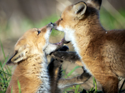 Two Fox Kits A-Playin'