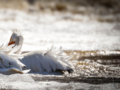 Glorious Feathers