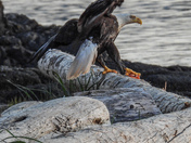 Eagle and a red snapper