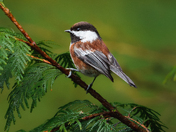 Chestnut-backed Chickadee