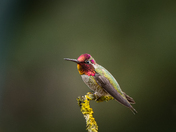 Male Anna's hummingbird