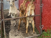 Goats in Saskatchewan