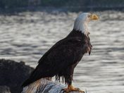 Eagle after a swim with his fish