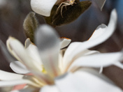 Sugar Magnolia