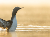 Red-Throated Loon 1