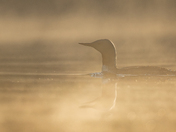 Red-throated Loon 2