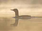 Red-throated Loon 3