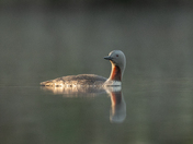 Red-throated Loon floating around 