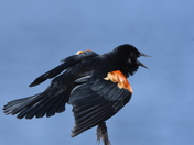 A bird with attitude