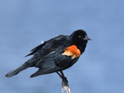 Male Redwing Blackbird