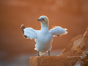 Gannet In Gold