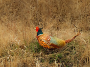 Ring necked pheseant