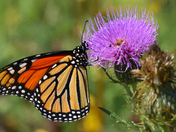 Monarch on a milk thistle flower