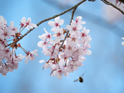 Beauty In Spring