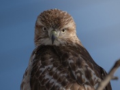 piercing gaze