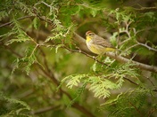 Palm Warbler