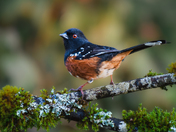Cheeky Towhee