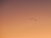 Couleurs des cieux / Colors of the skies