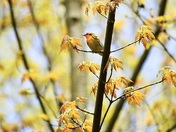 blackburnian warbler