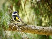 Yellow-rumped warbler