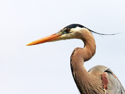 The Heron Neck Bends