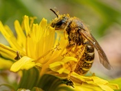 Cover Me In Pollen
