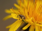 Tiny Spec