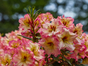 Rhododendron In Bloom