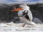 Avian Alpine Slalom
