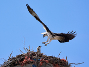 Protecting the Nest
