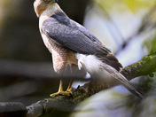Male Coopers Hawk 