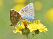 Dance of two butterflies