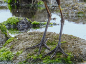 Herons lunch