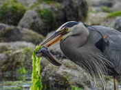 Herons lunch