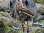 Herons lunch