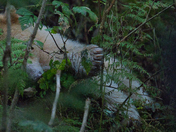 Sleeping Spirit Bear