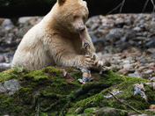Feeding Spirit Bear