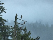 Hunters of the Treetops