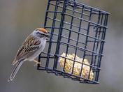 Chipping Sparrow