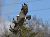 Osprey on the wing