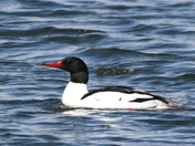 A Common Merganser