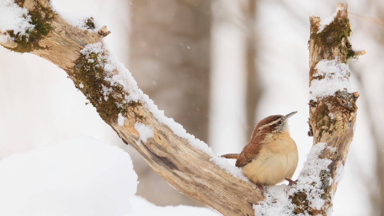 I snob everything - Carolina wren