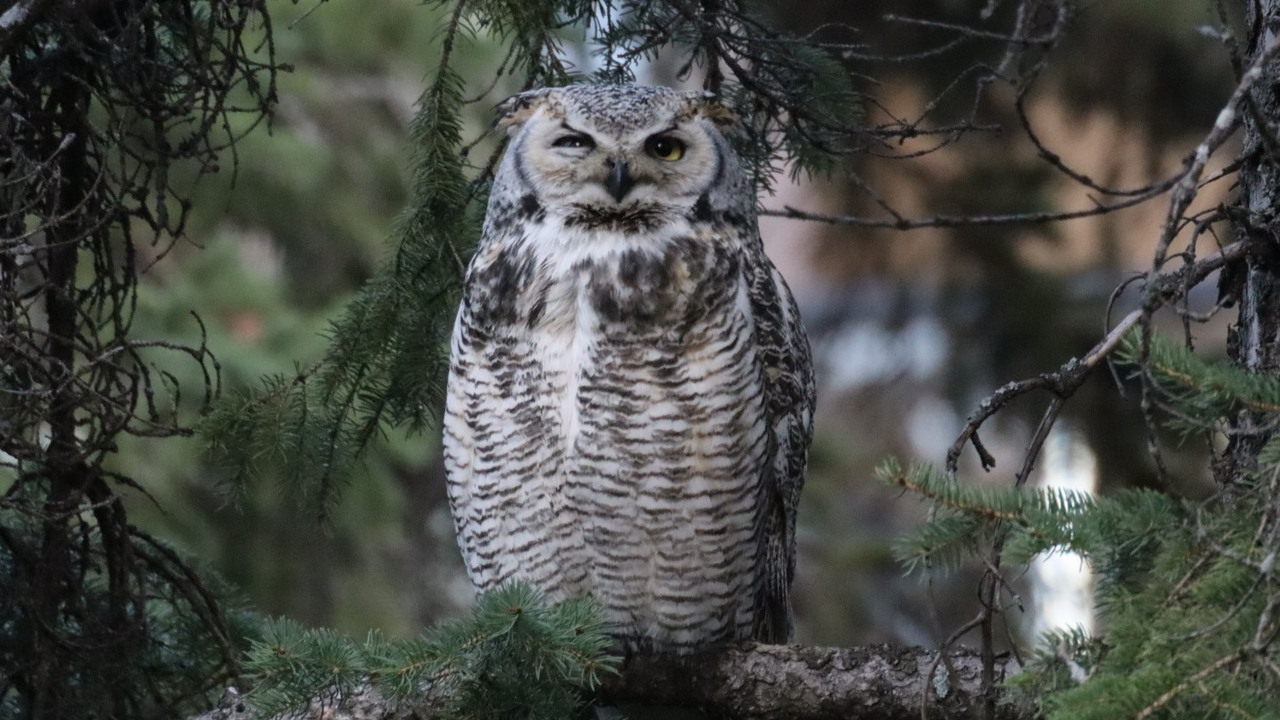 Great horned owl