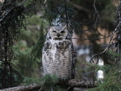 Great horned owl