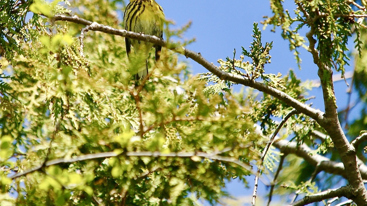 Cape May Warbler