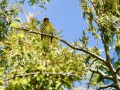 Cape May Warbler