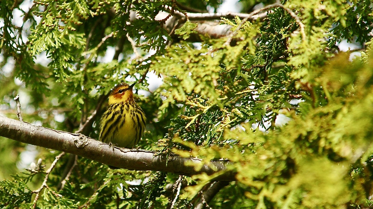 Cape May Warbler