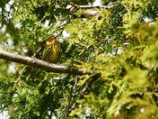 Cape May Warbler
